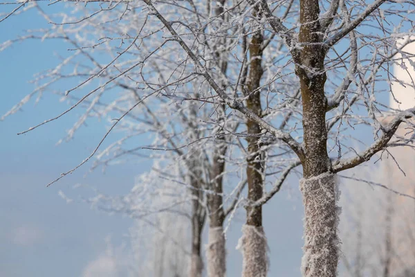 Paisagem de inverno em um rio com árvore em geada — Fotografia de Stock