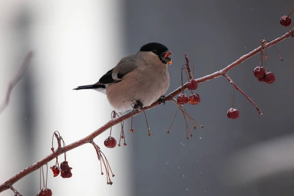 Bullfinch em um ramo está comendo baga vermelha. Pirrácula-pirrácula — Fotografia de Stock
