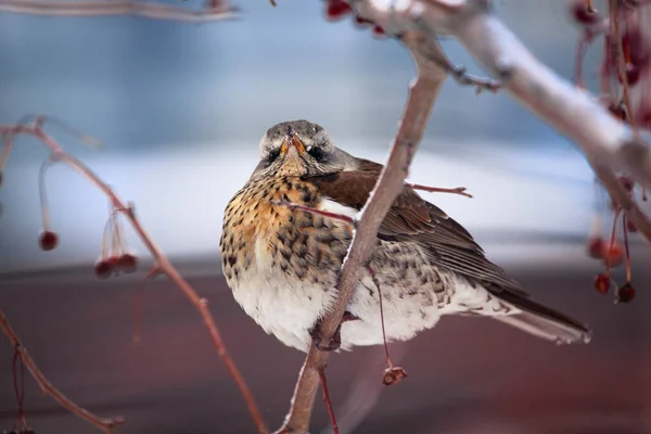 A terepen télen vörös bogyókat esznek. Turdus pilaris — Stock Fotó