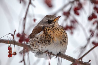 Fieldfare kışın kırmızı böğürtlenlerle beslenir. Turdus pilaris