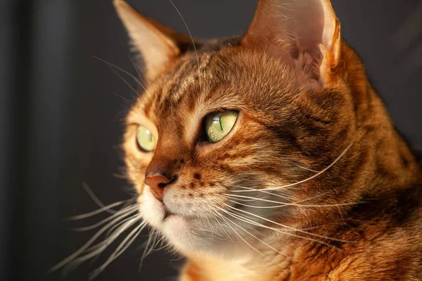 Portrait de chat bengale regarde vers la gauche — Photo