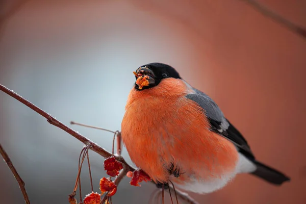 Bullfinch em um ramo está comendo baga vermelha. Pirrácula-pirrácula — Fotografia de Stock