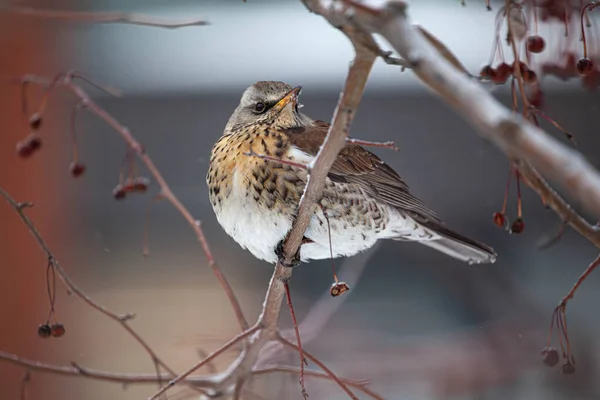 A terepen télen vörös bogyókat esznek. Turdus pilaris — Stock Fotó