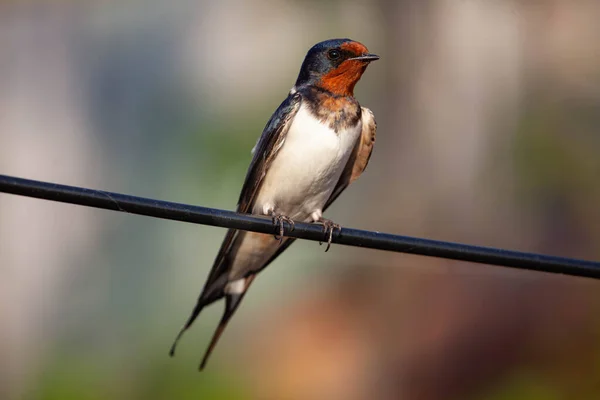 Barn swallow on A wire — Stock Photo, Image