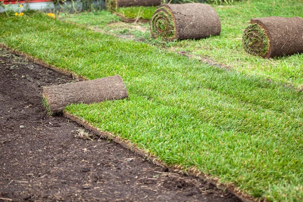 Stack of turf grass roll for lawn Stock Image