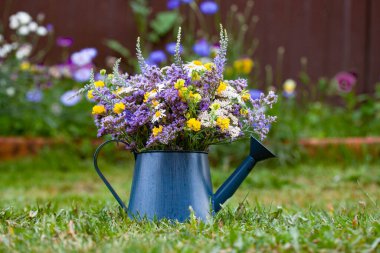 Mavi metal sulama tenekesinde yabani çiçekler