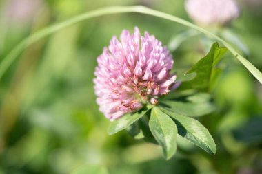 Mor yuvarlak küçük bir çiçek