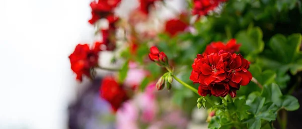 Belle Fleur Rouge Vif Sur Fond Buisson Sur Véranda — Photo