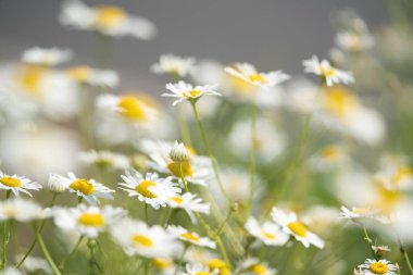 Yeşil bir tarlada papatya çiçekleri