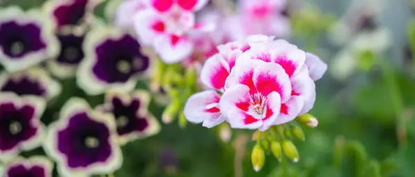 Primer Plano Una Hermosa Flor Blanca Rosada Flor Roja Sobre — Foto de Stock