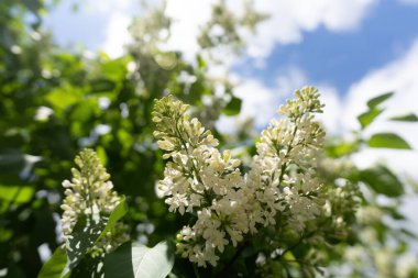 Beyaz ağaçtaki leylak çiçekleri