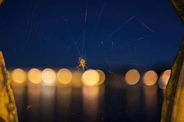Araña Una Telaraña Por Noche — Foto de Stock
