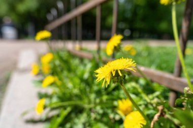 Çiçekler sarı karahindibalar, yolun kenarında.