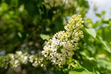 Ağaçtaki beyaz leylak çiçekleri