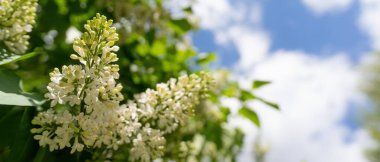 Ağaçtaki beyaz leylak çiçekleri