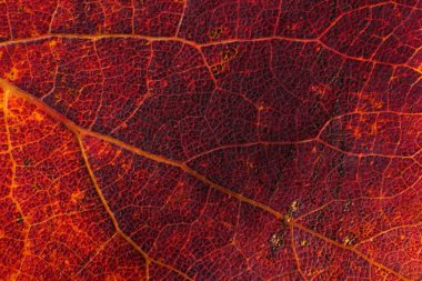 Akçaağaç yaprağı desenli makro fotoğraf