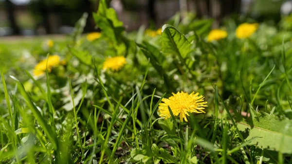 Fleurs Pissenlits Jaunes Dans Herbe Verte — Photo