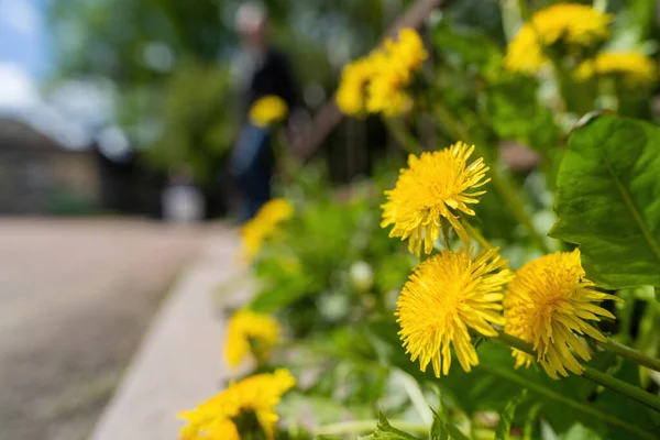 Цветы Желтые Одуванчики Краю Дороги — стоковое фото