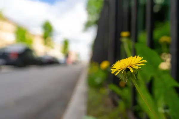Цветы Желтые Одуванчики Краю Дороги — стоковое фото