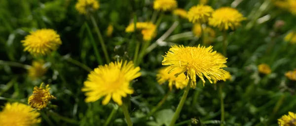 Flores Amarelo Dente Leão Grama Verde — Fotografia de Stock