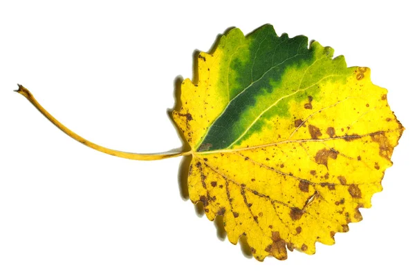 Folha Verde Amarela Branco — Fotografia de Stock