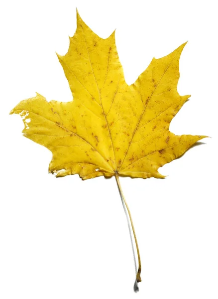 Yellow Maple Leaf White Paper — Stock Photo, Image