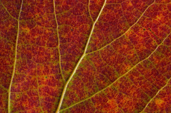 Foto Makro Tekstur Daun Maple — Stok Foto