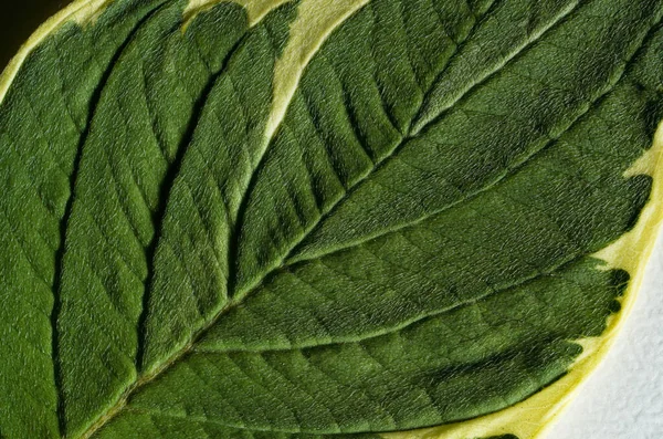 Green Leaf Texture Macro Background — Stock Photo, Image