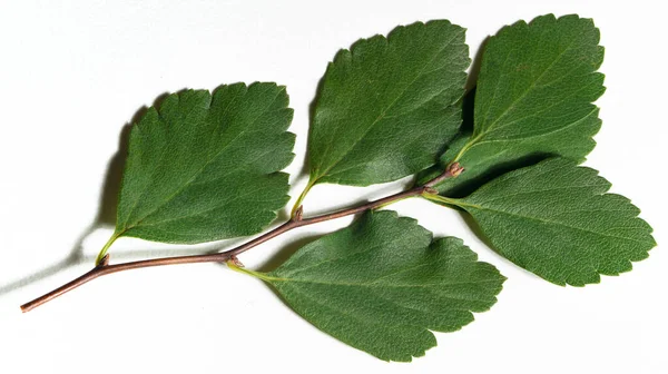 Зелений Лист Гілки Білому Фоні — стокове фото