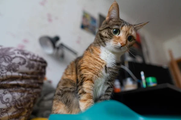 Portrait Beautiful Domestic Cat — Stock Photo, Image