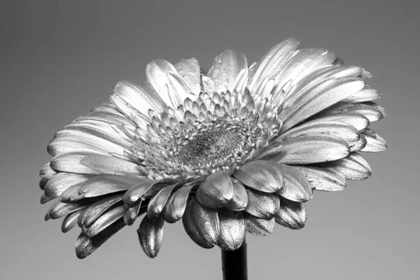 Квітка Гербери Срібна Фарба Металева Фарба — стокове фото