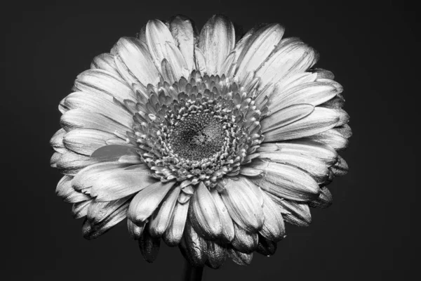 Gerbera Çiçeği Gümüş Boya Metalik Boya — Stok fotoğraf