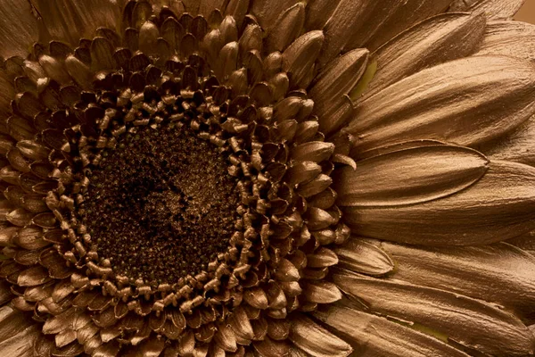Квітка Гербери Золота Фарба Металева Фарба — стокове фото