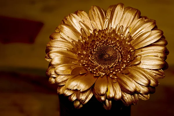 Квітка Гербери Золота Фарба Металева Фарба — стокове фото