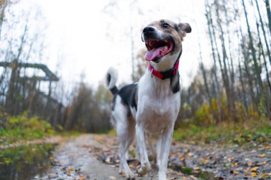 Ormanda yürüyüşe çıkmak için güzel bir köpek. Düşen yapraklarla dolu bir yolda