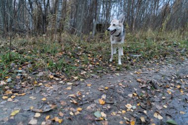 Ormanda yürüyüşe çıkan bir köpek. Düşen yapraklarla sonbahar