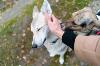 Parkta sahibi olan iki köpek.