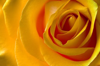 Gül çiçeği sarı yakın çekim makro fotoğraf