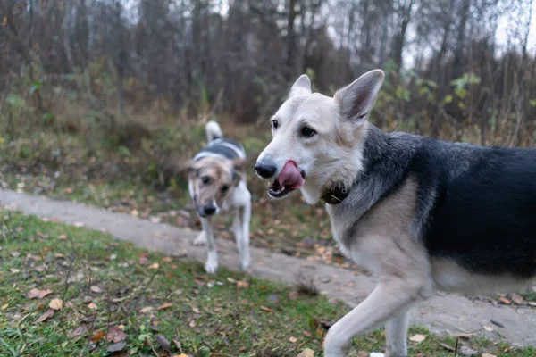 Twee Honden Lopen Samen Het Park Alleen — Stockfoto