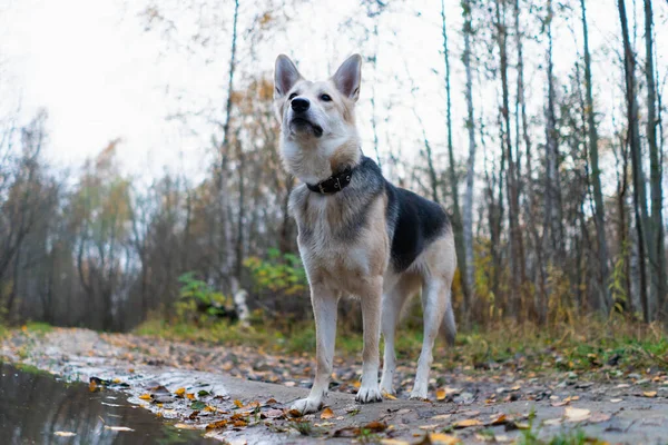 森の中を散歩する美しい犬 倒れた葉の上を — ストック写真