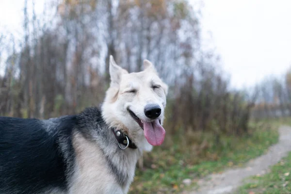 Szczęśliwy Pies Zamknął Jej Oczy Pokazuje Język Selfie Psy — Zdjęcie stockowe