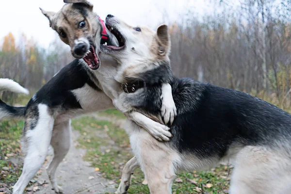 Две Собаки Ввязались Жестокую Игру Движение Размыто Мгновенный Укус — стоковое фото