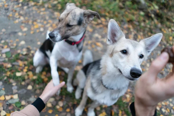 Hunde Sitzen Vor Dem Besitzer Und Führen Kommandos Aus Warten — Stockfoto