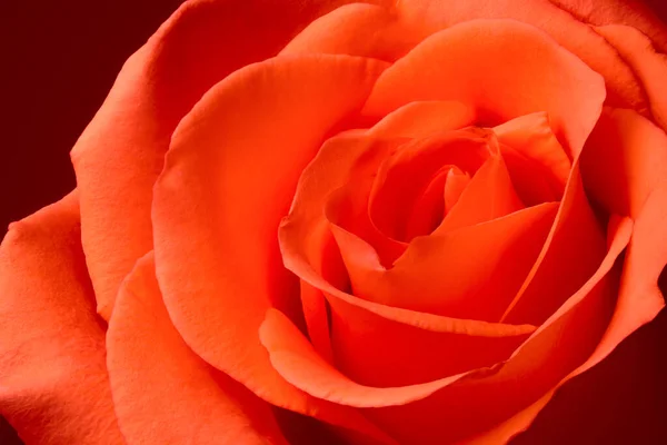 Gros Plan Rose Fleur Rouge Orange Vue Macro — Photo