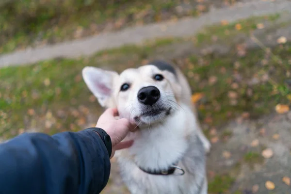 Hondengezicht Met Eigenaar Het Park — Stockfoto