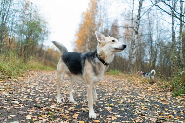 Egy Gyönyörű Kutya Sétál Egy Őszi Parkon Lehullott Levelekkel Úton — Stock Fotó