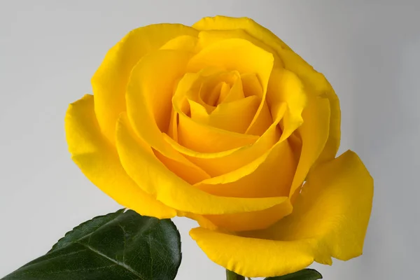 Amarelo Rosa Flor Fundo Branco Com Folhas Verdes — Fotografia de Stock