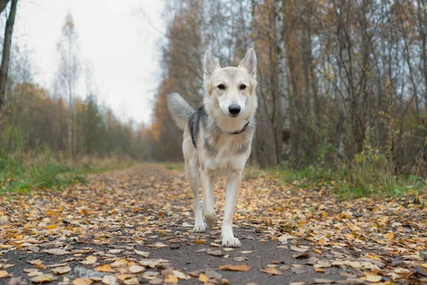 Bellissimo Cane Cammina Attraverso Parco Autunnale Con Foglie Cadute Sulla — Foto Stock