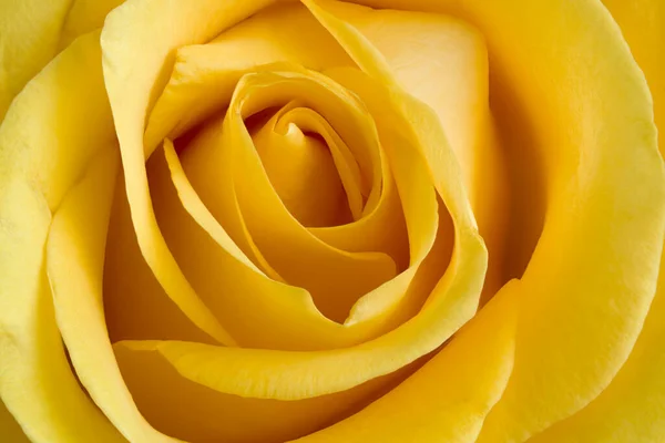 Rosa Flor Amarelo Close Macro Foto Papel Parede — Fotografia de Stock