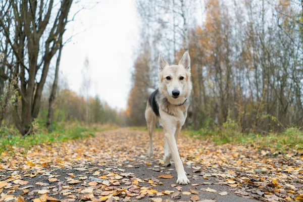 Hermoso Perro Pasea Por Parque Otoño Con Hojas Caídas Camino —  Fotos de Stock